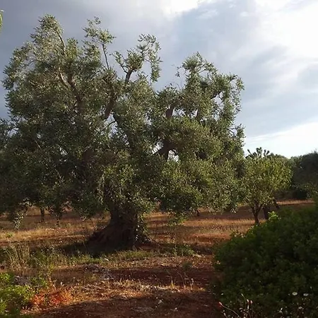 فيلة Agave With Pool أوستوني